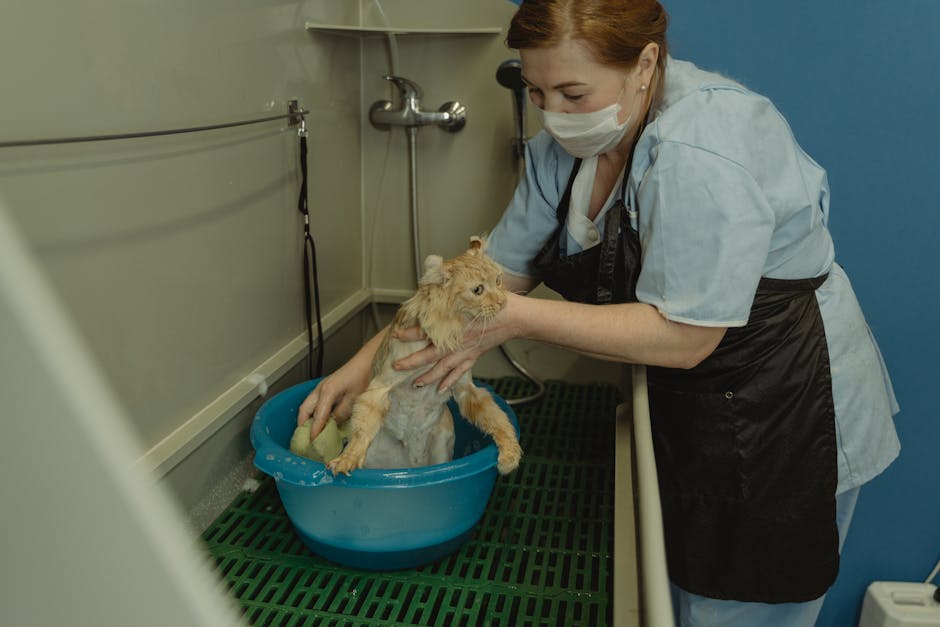 A home-based pet groomer working on a dog in a dedicated grooming area